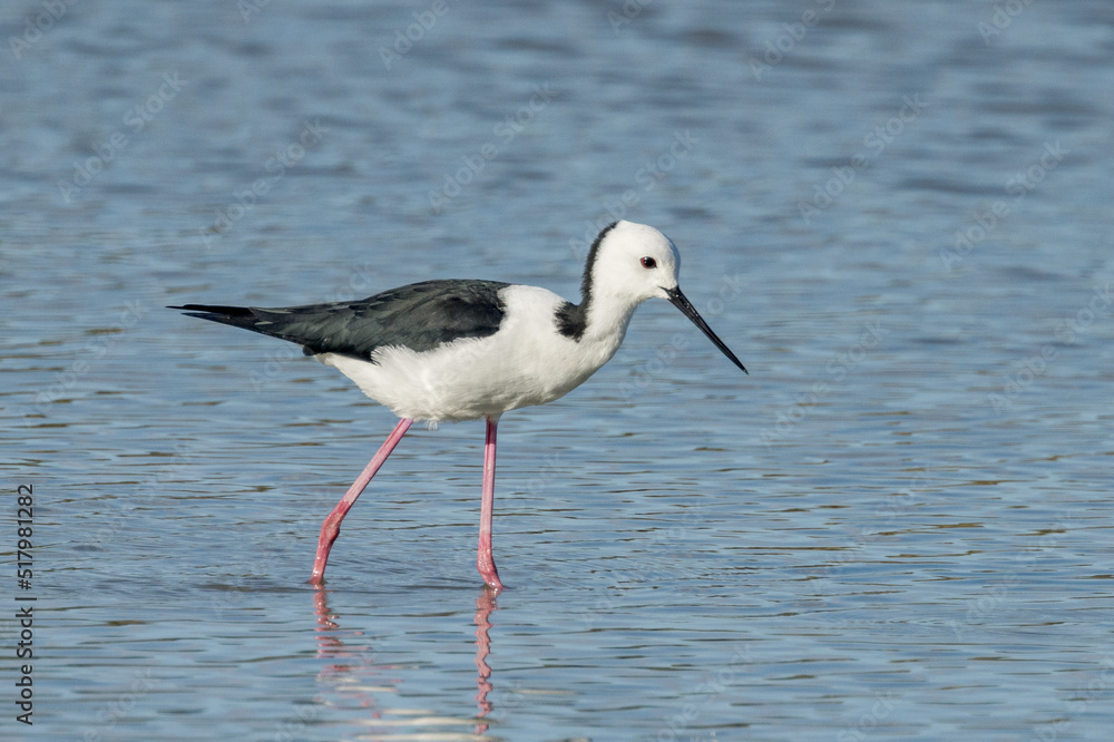 Pied Stilt in Queensland Australia Pied Stilt in Queensland Australia