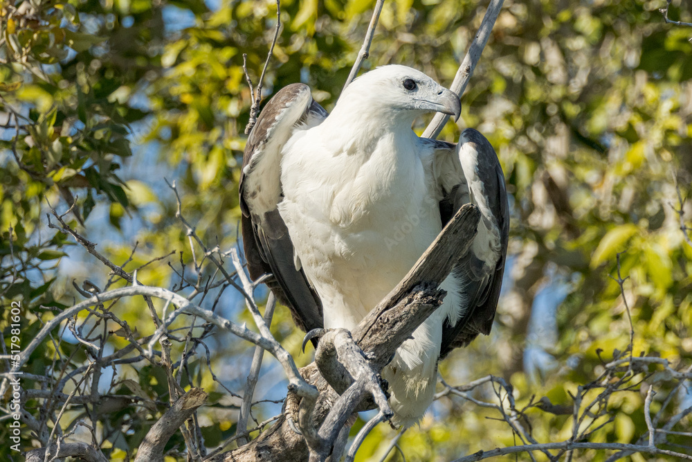 White-bellied Sea Eagle in Queensland Australia White-bellied Sea Eagle in Queensland Australia