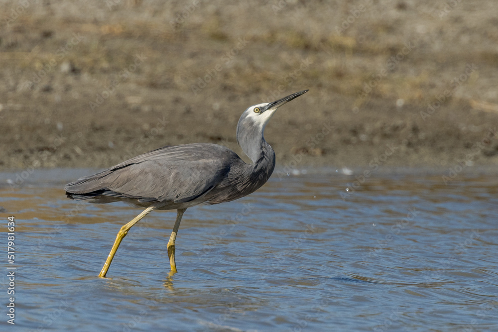 Fototapeta premium White-faced Heron in Queensland Australia