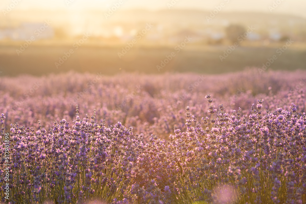 Fototapeta premium Lavender bushes closeup on sunset. Sunset gleam over purple flowers of lavender. Provence region of France.