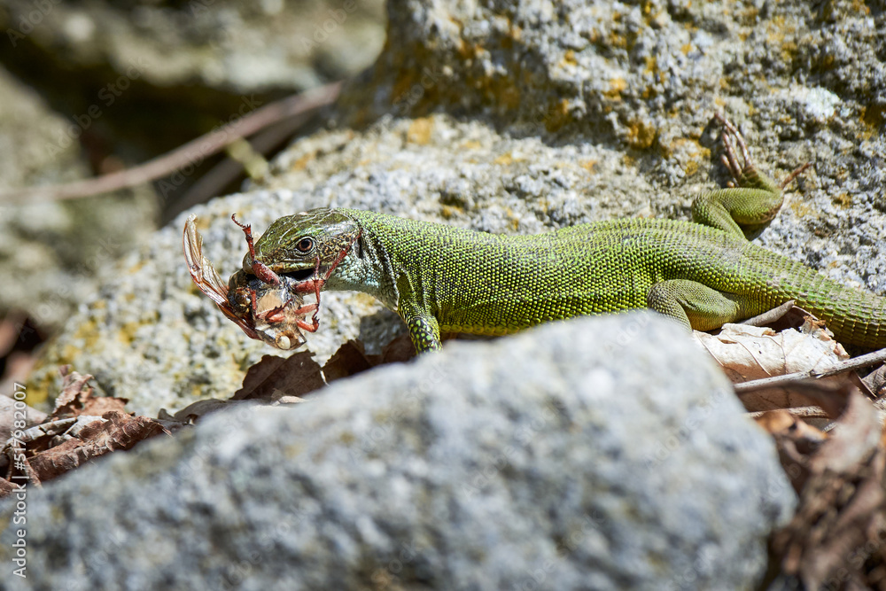 Fototapeta premium European green lizard (Lacerta viridis) feeding with a Cockchafer beetle (Melolontha melolontha)
