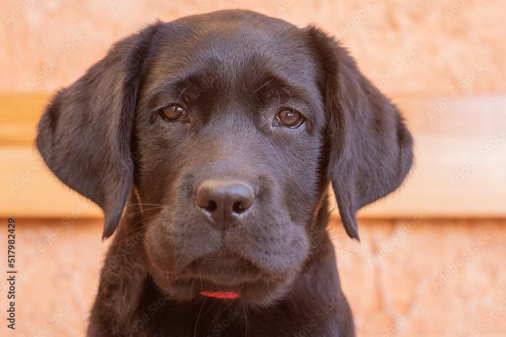 A black labrador retriever puppy. Puppy on a beige background, soft focus on the eyes. A dog.