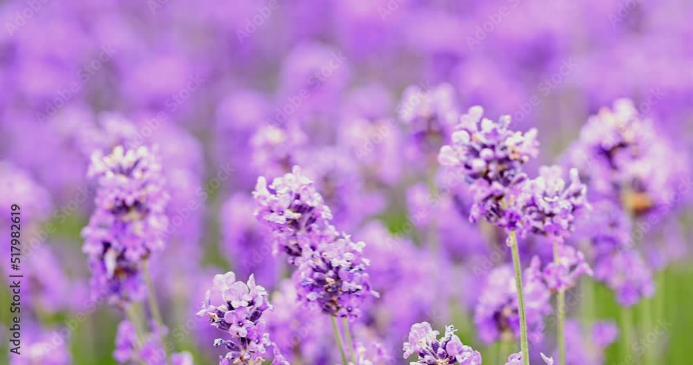 Lavender bushes waving on the wind closeup. Purple lavender field, beautiful blooming, English lavender, Province Lavender bushes waving on the wind closeup. Purple lavender field, beautiful blooming, English lavender, Province