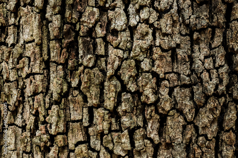 trunk background bark of a quercus tree trunk background bark of a quercus tree