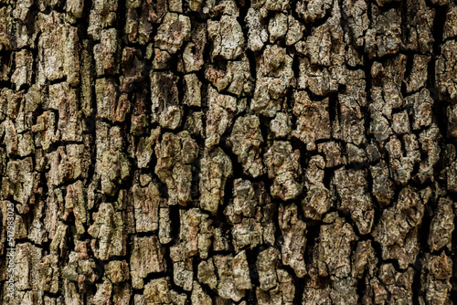 trunk background bark of a quercus tree photo