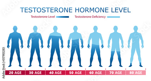 Testosterone hormone levels. Medical graphic chart with male body silhouette and age data.  Biological, medical, educational and scientific concept. Vector illustration