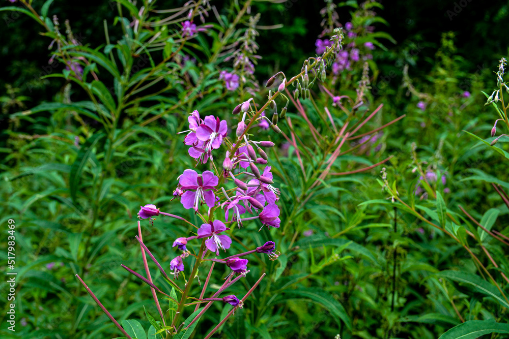 A great willowherb bloom with morning dewdrops. A great willowherb bloom with morning dewdrops.