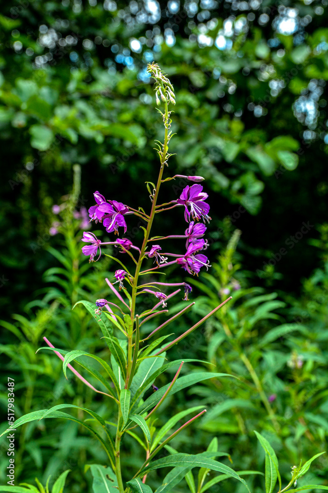 A great willowherb bloom with morning dewdrops.