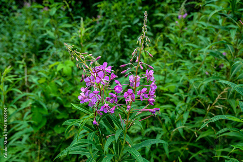 A great willowherb bloom with morning dewdrops. photo