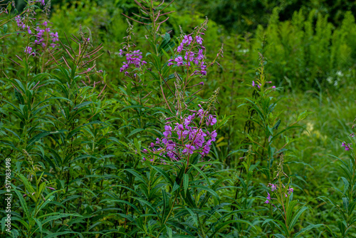 A great willowherb bloom with morning dewdrops.