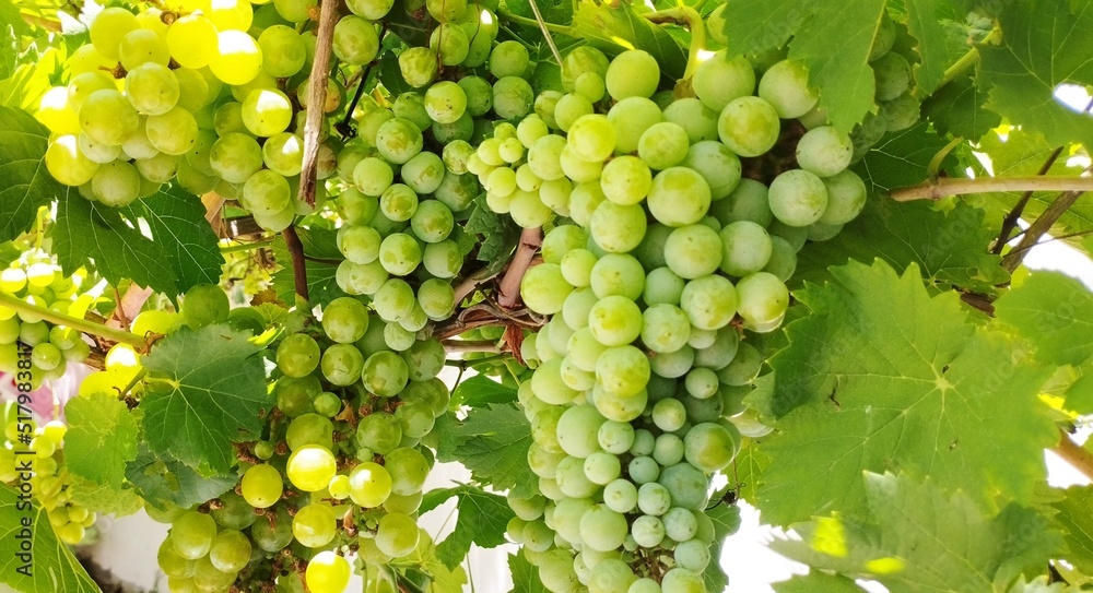 grapes on vine Mexico 