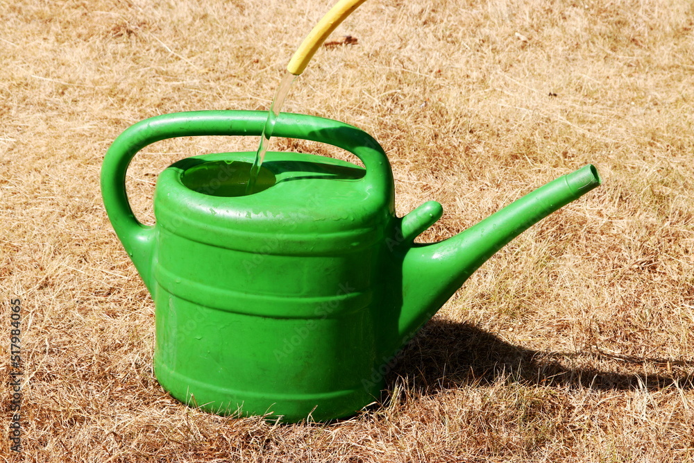 Drought effected grass with green watering can being filled with a hose. Drought effected grass with green watering can being filled with a hose.