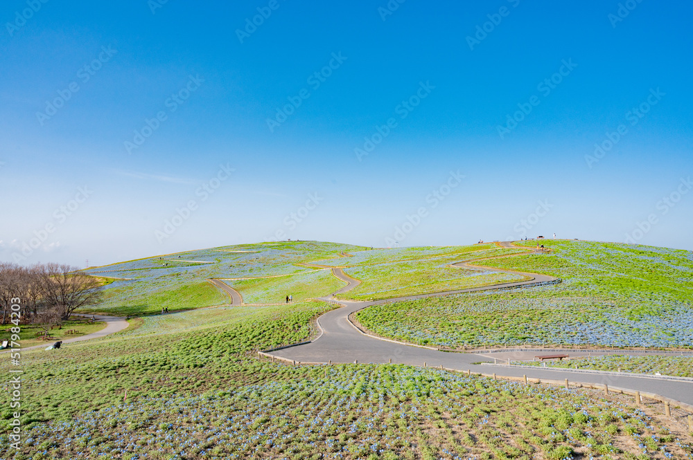 ひたち海浜公園 みはらしの丘 Stock Photo Adobe Stock