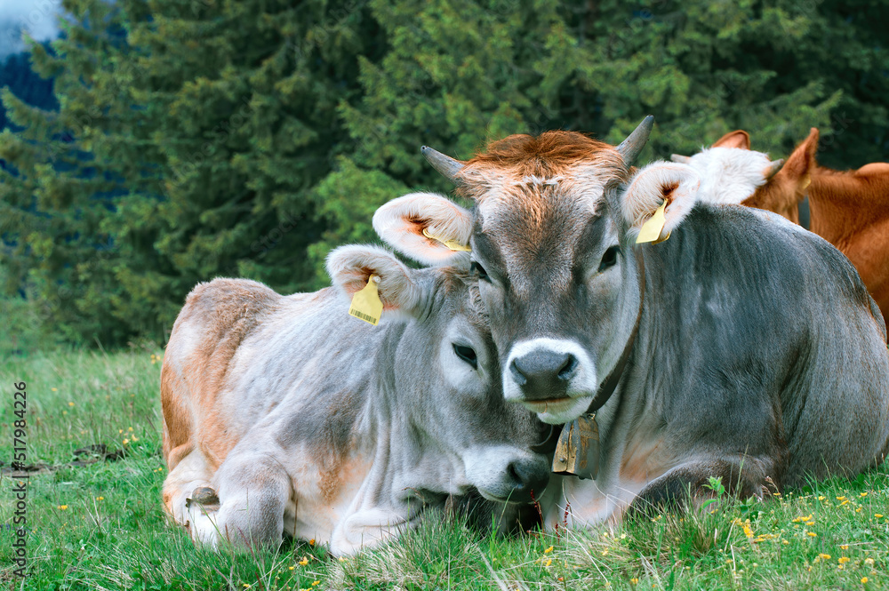 Portrait of a beautiful cow and calf (two animals) against a forest background