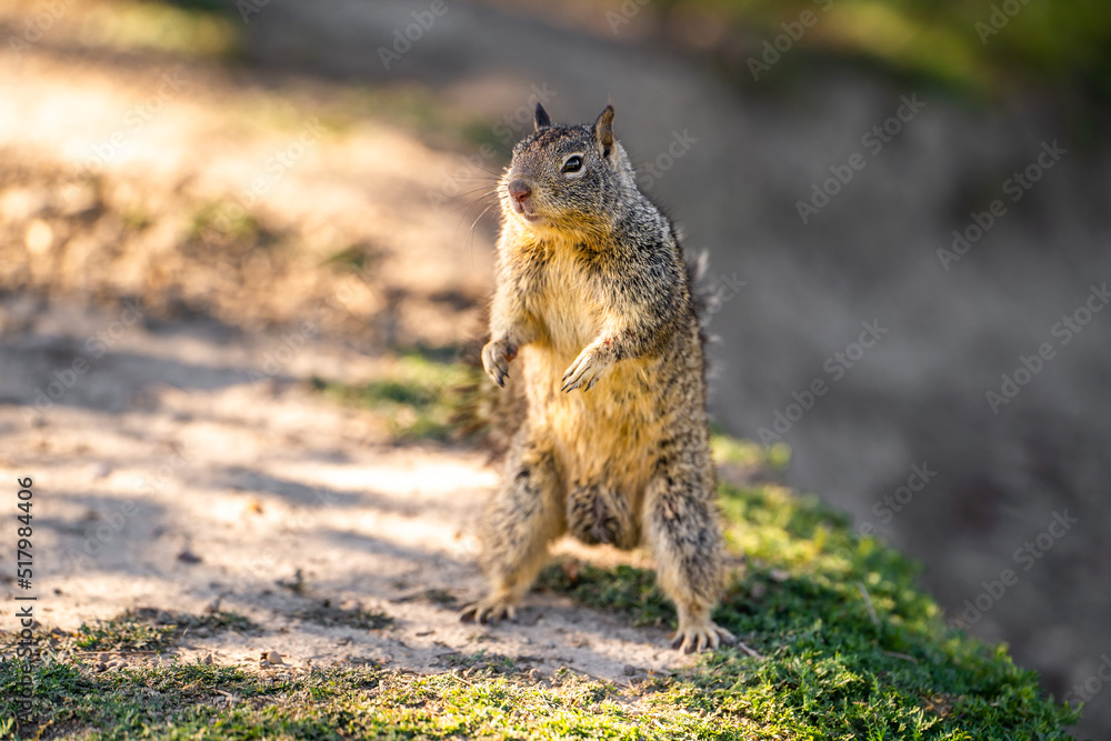 California Ground Squirrel (Spermophilus beecheyi) stands on its hind legs. California Ground Squirrel (Spermophilus beecheyi) stands on its hind legs.