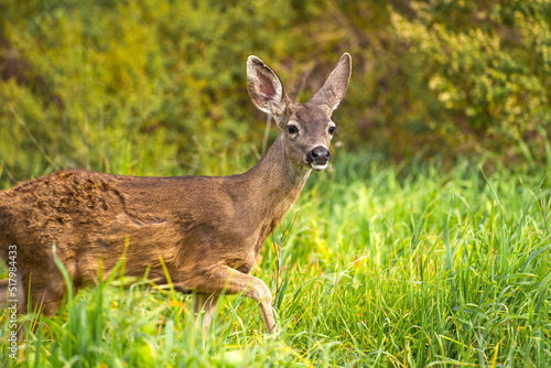 Fototapeta Naklejka Na Ścianę i Meble -  A young California Mule Deer (Odocoileus hemionus californicus) stands on a meadow. 