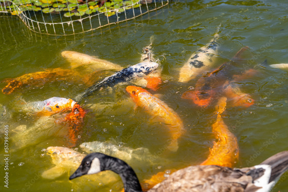 Obraz premium Koi fish swimming in the pond. A symbol of good luck in Japan.