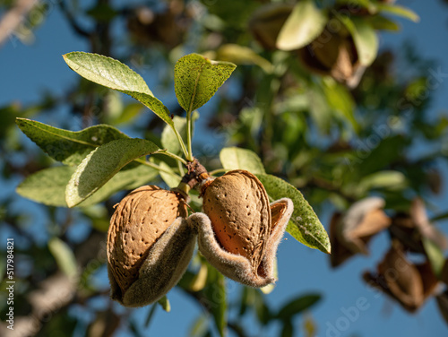Almendras en un almendro ya preparadas para su recolección.