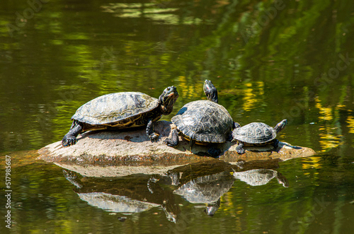 Turtles on a rock in the pond 