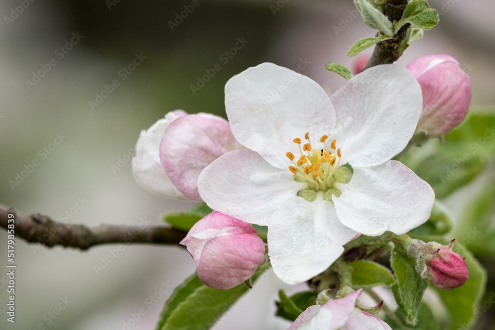 Detail of an apple blossom on a tree. Detail of an apple blossom on a tree.