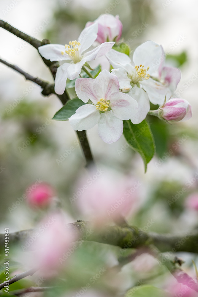 Detail of an apple blossom on a tree. Detail of an apple blossom on a tree.