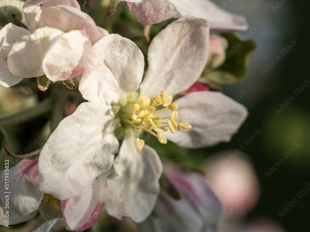 Detail of an apple blossom on a tree.