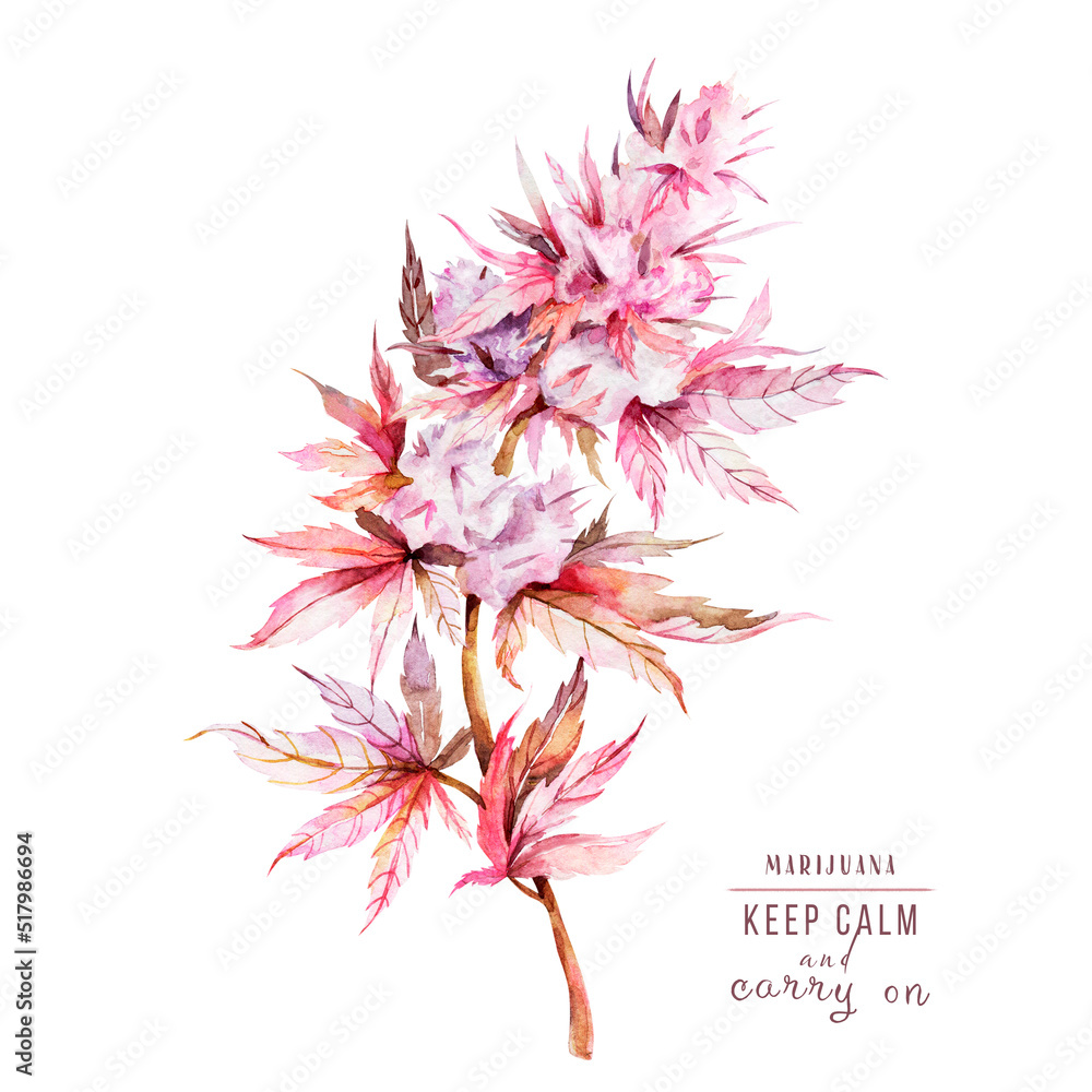 Cannabis branch sativa watercolor illustration. Medical marijuana. Plant of love in pink colors. Botanical illustration, ganja.