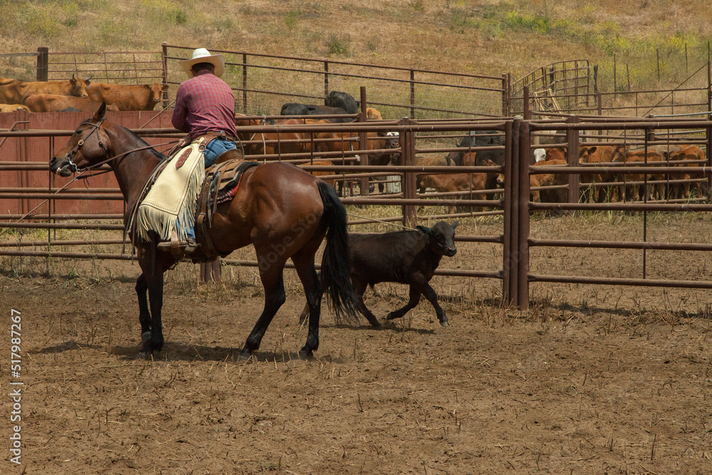 Ranch Cowboy Horse Riding & Livestock Ranch Cowboy Horse Riding & Livestock