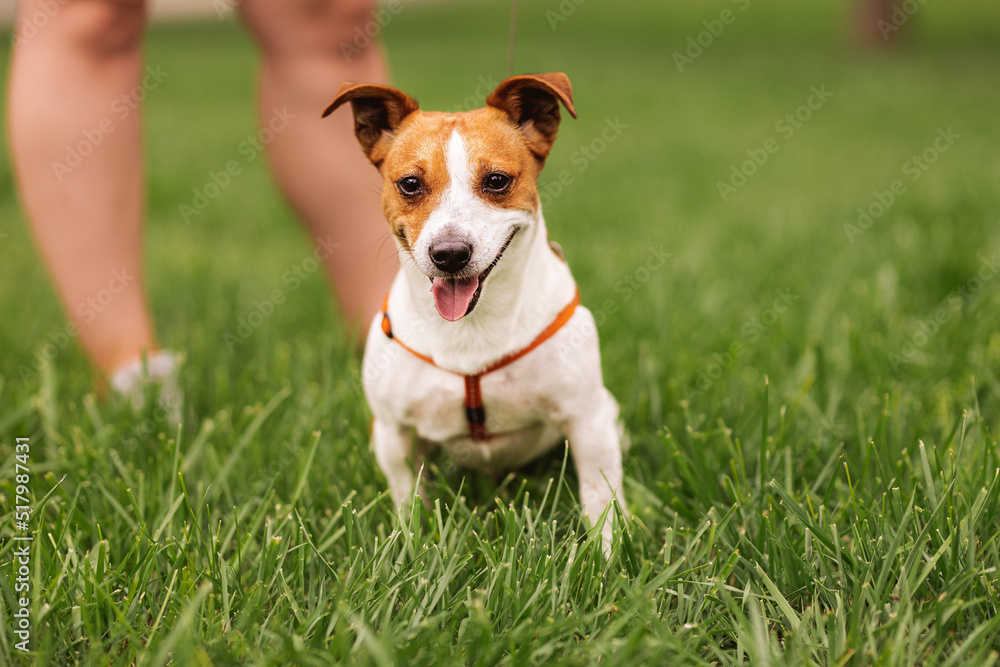 Portrait of trained purebred Jack Russel Terrier dog outdoors in the leash on green grass meadow, summer day discovers the world looking aside stick out, smiling waiting for command, good friend Portrait of trained purebred Jack Russel Terrier dog outdoors in the leash on green grass meadow, summer day discovers the world looking aside stick out, smiling waiting for command, good friend