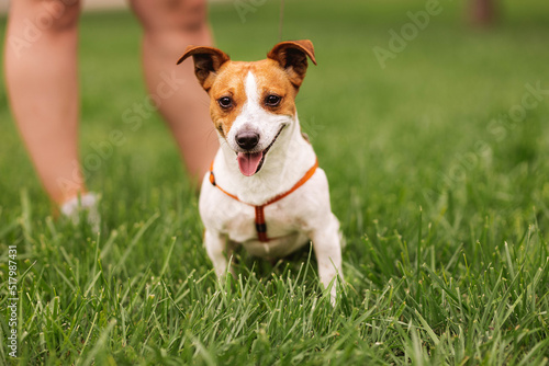 Portrait of trained purebred Jack Russel Terrier dog outdoors in the leash on green grass meadow, summer day discovers the world looking aside stick out, smiling waiting for command, good friend