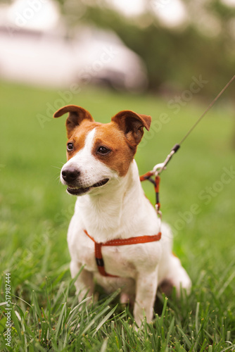 Portrait of trained purebred Jack Russel Terrier dog outdoors in the leash on green grass meadow, summer day discovers the world looking aside stick out, smiling waiting for command, good friend