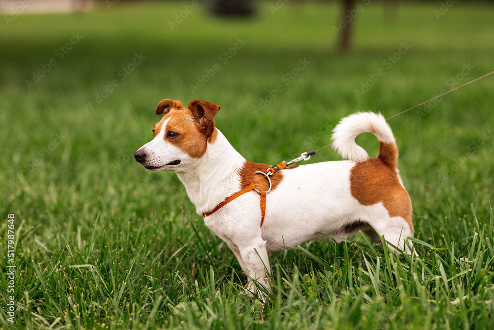 Portrait of trained purebred Jack Russel Terrier dog outdoors in the leash sits, green grass meadow, summer day discovers the world looking aside stick out, smiling waiting for command, good friend Portrait of trained purebred Jack Russel Terrier dog outdoors in the leash sits, green grass meadow, summer day discovers the world looking aside stick out, smiling waiting for command, good friend