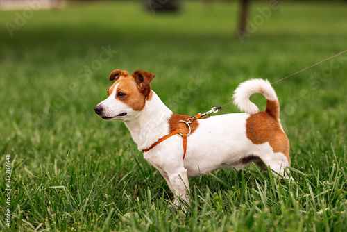 Portrait of trained purebred Jack Russel Terrier dog outdoors in the leash sits  green grass meadow   summer day discovers the world looking aside stick out  smiling waiting for command  good friend