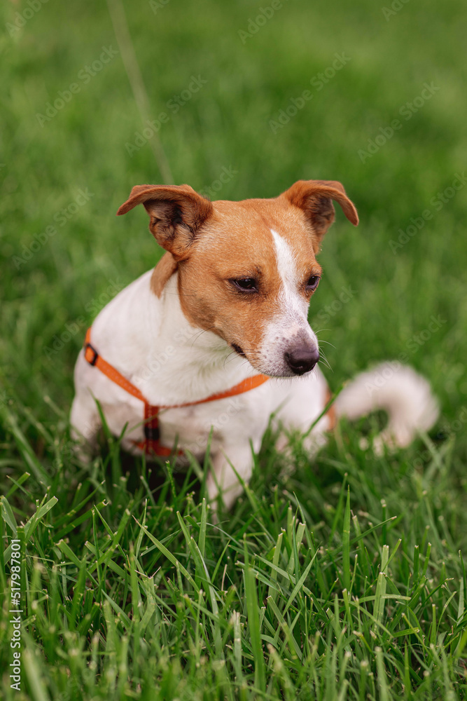 Portrait of trained purebred Jack Russel Terrier dog outdoors in the nature on green grass meadow,  summer day discovers the world looking aside stick out, smiling waiting for command, good friend