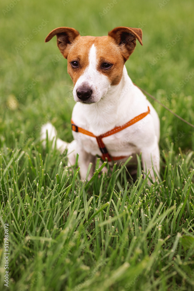 Portrait of trained purebred Jack Russel Terrier dog outdoors in the nature on green grass meadow,  summer day discovers the world looking aside stick out, smiling waiting for command, good friend