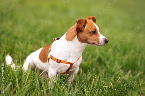 Portrait of trained purebred Jack Russel Terrier dog outdoors in the nature on green grass meadow, summer day discovers the world looking aside stick out, smiling waiting for command, good friend