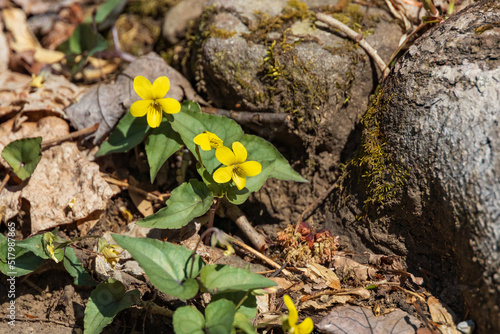 Slika na platnu Yellow Violets, wildflowers