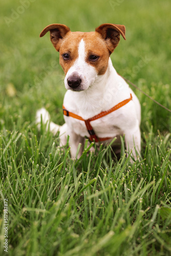 Portrait of trained purebred Jack Russel Terrier dog outdoors in the nature on green grass meadow, summer day discovers the world looking aside stick out, smiling waiting for command, good friend