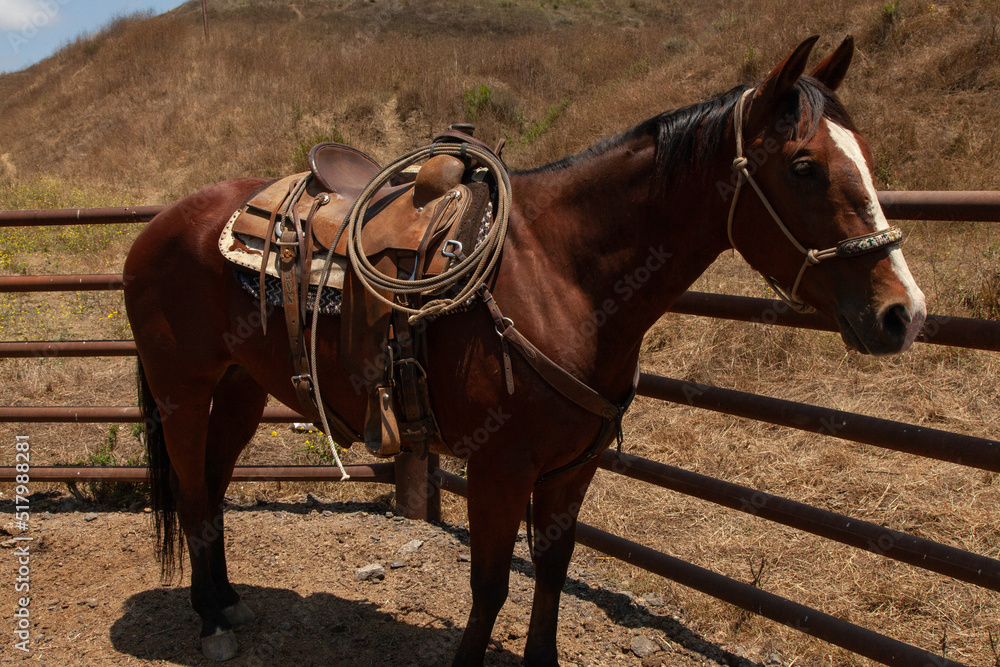 Ranch Cowboy Horse Riding & Livestock Ranch Cowboy Horse Riding & Livestock