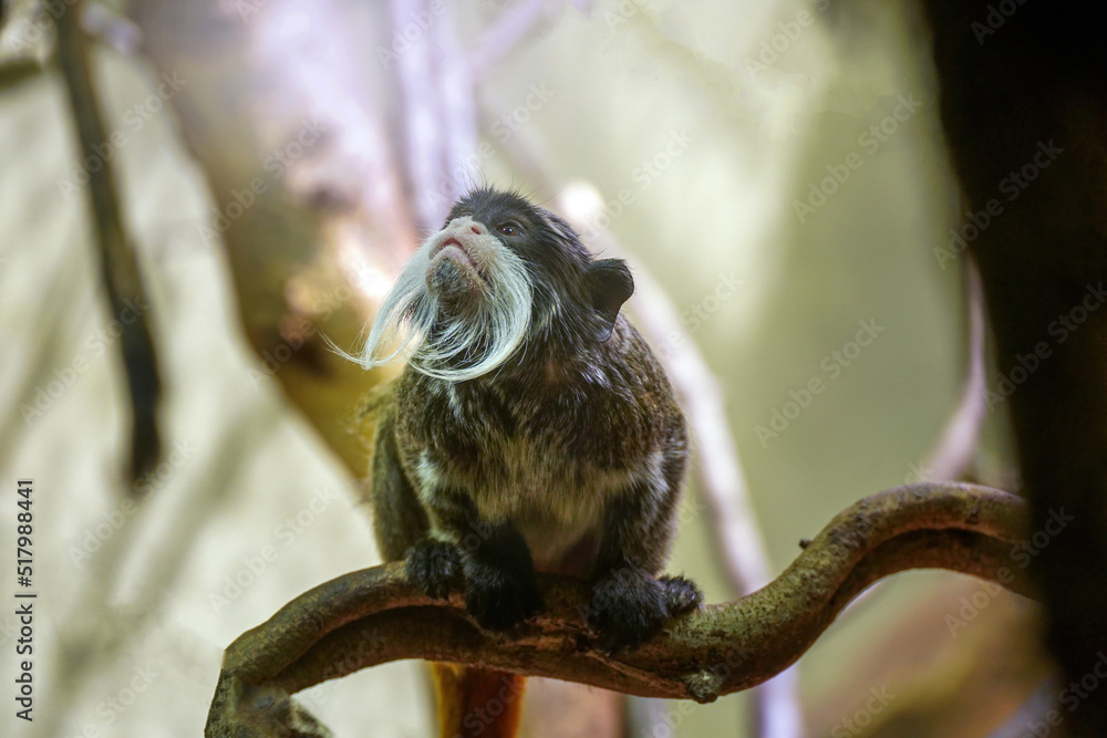 The emperor tamarin (Saguinus imperator) monkey with mustache is a species of tamarin named for its resemblance to German emperor Wilhelm II. Habitat in west Brazilian states of Acre and Amazonas