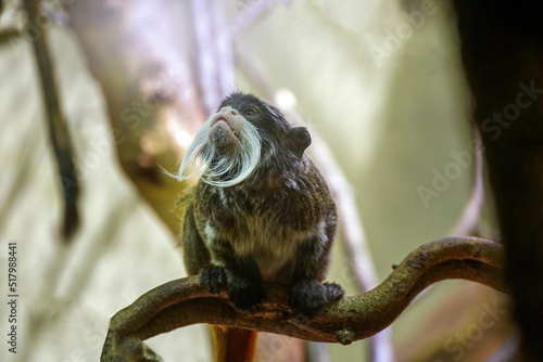 Obraz na płótnie The emperor tamarin (Saguinus imperator) monkey with mustache is a species of tamarin named for its resemblance to German emperor Wilhelm II. Habitat in west Brazilian states of Acre and Amazonas w salonie