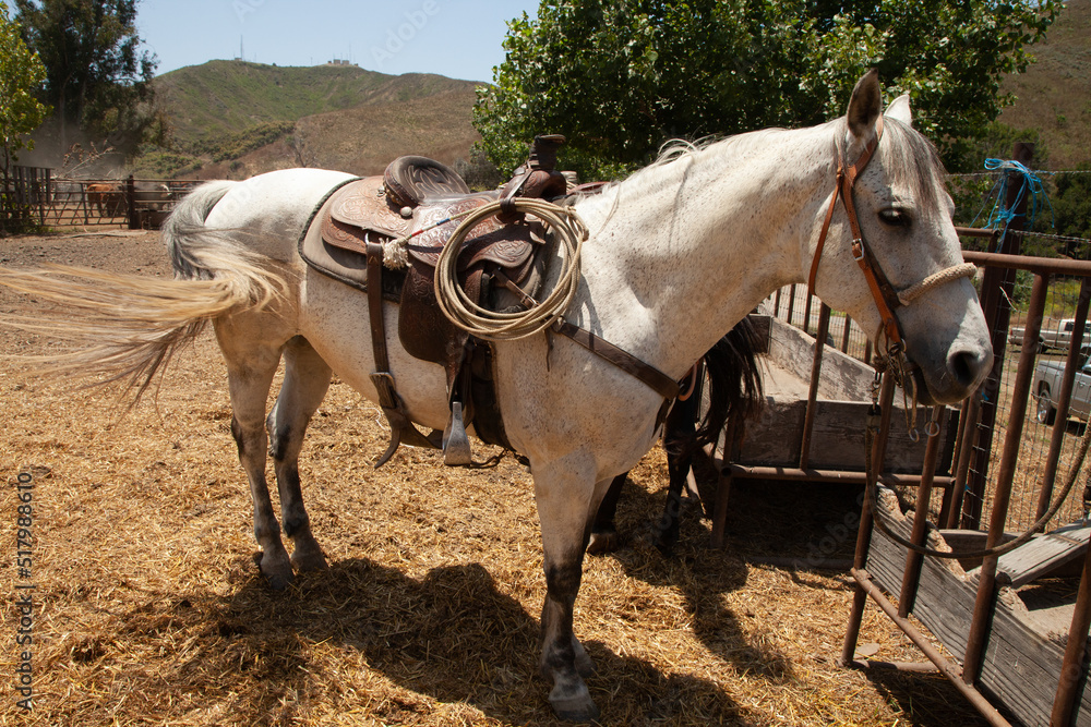 Ranch Cowboy Horse Riding & Livestock Ranch Cowboy Horse Riding & Livestock