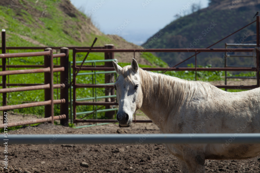 Obraz premium Ranch Cowboy Horse Riding & Livestock