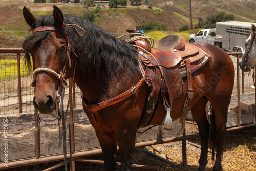 Ranch Cowboy Horse Riding & Livestock © Outdoor Adventure