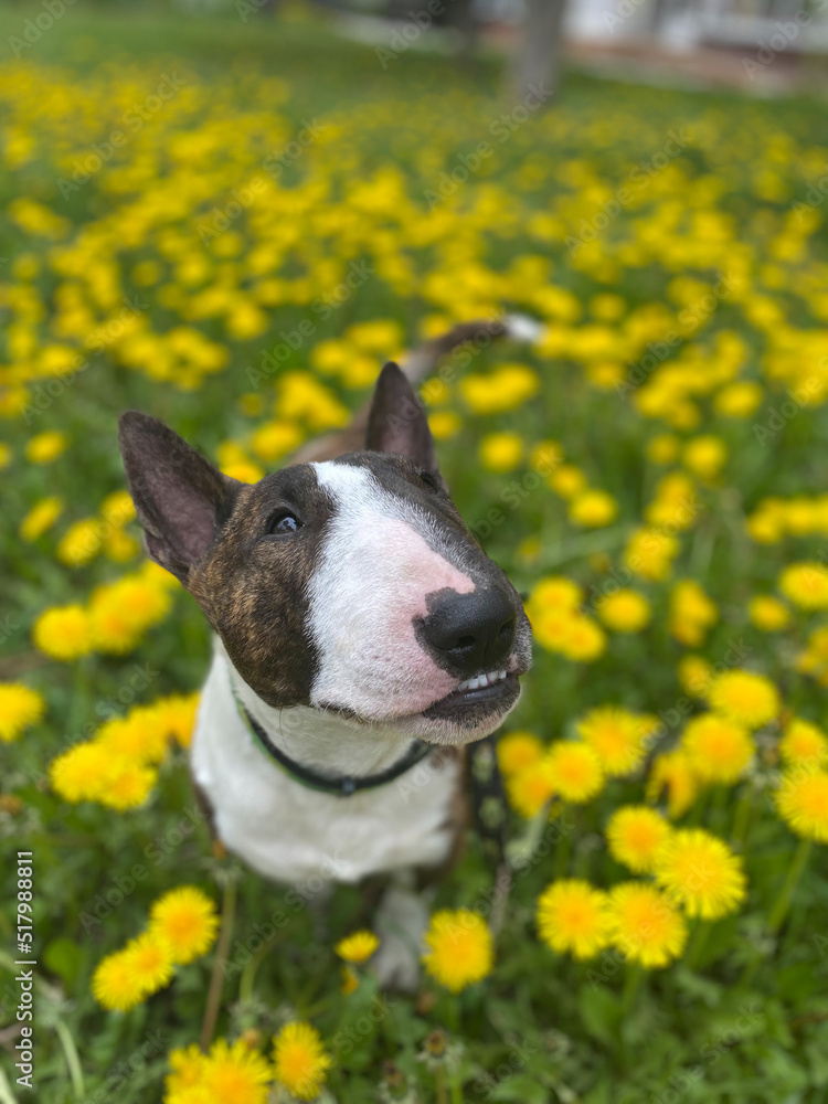 dog with flower dog with flower