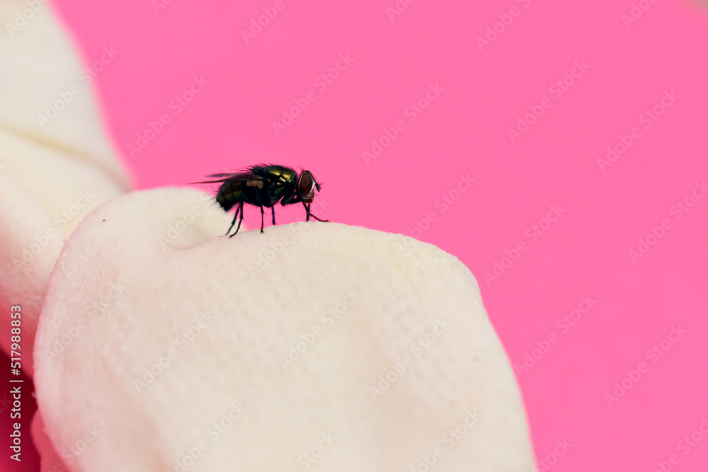 Obraz premium Fly on food