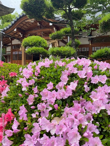 japanese garden with flowers