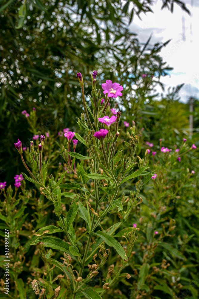 Pink flower of hoary or smallflower hairy willowher plant, Epilobium parviflorum