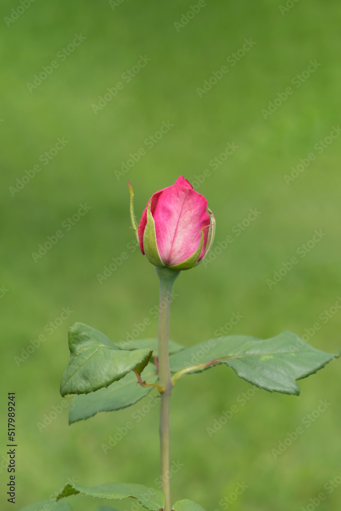 Still unblown tender bud of a purple rose against a blurred background of a green garden. Selective focus. Copy space view Still unblown tender bud of a purple rose against a blurred background of a green garden. Selective focus. Copy space view