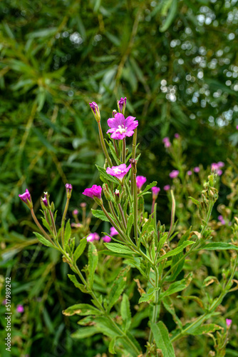 Pink flower of hoary or smallflower hairy willowher plant, Epilobium parviflorum photo
